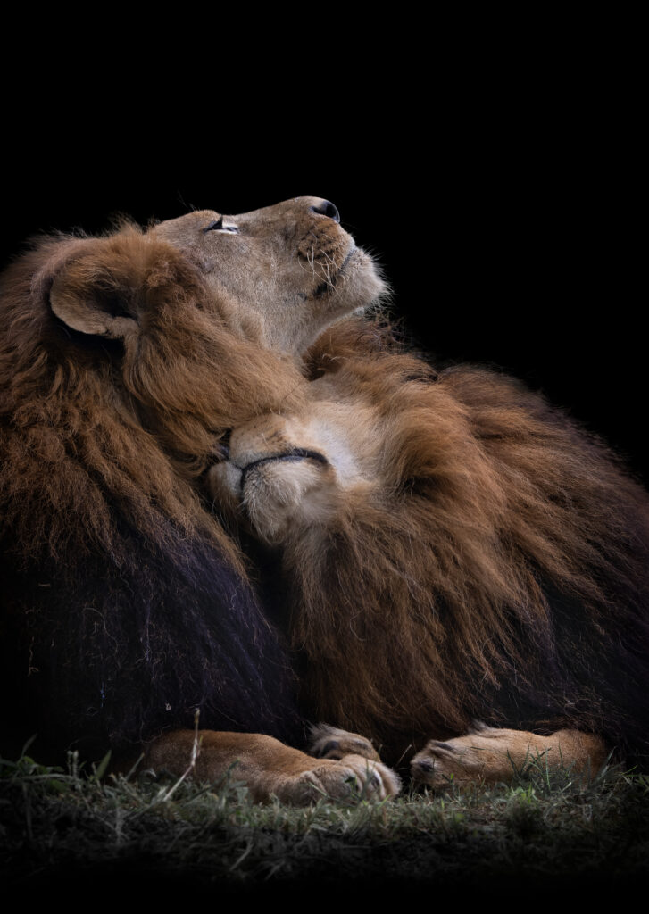 Two Lions by jealousy