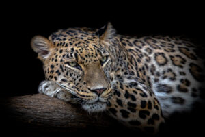 Leopard resting by Nauzet Baez Photography