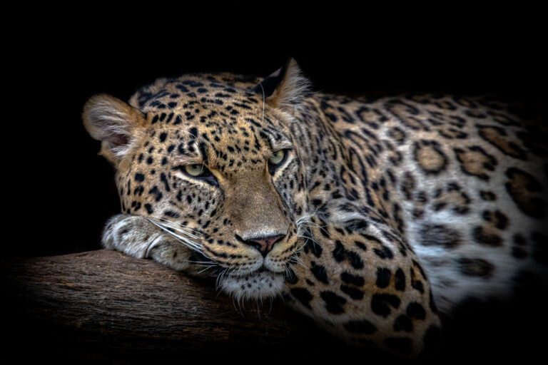 Leopard resting by Nauzet Baez Photography