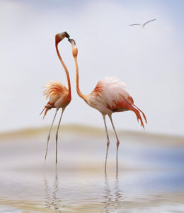 flamingo kiss by Anna Cseresnjes