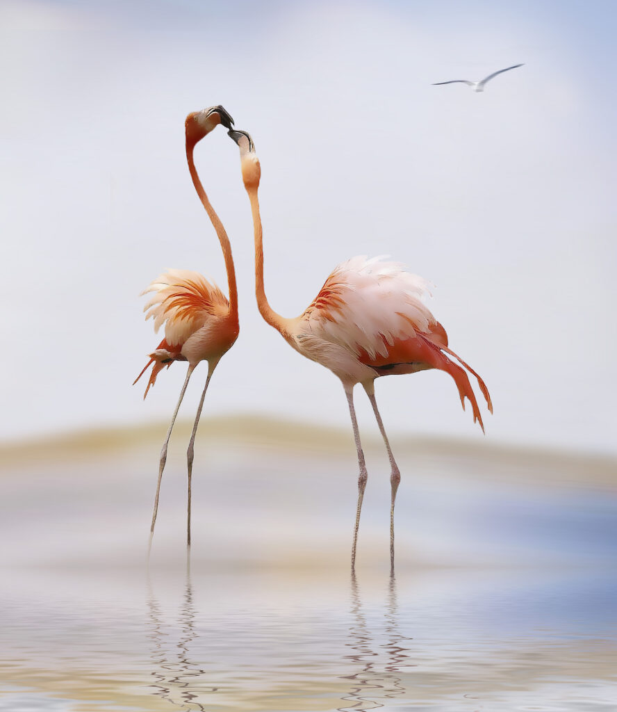 flamingo kiss by Anna Cseresnjes