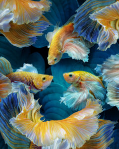 ColorFish by Marcel Egger
