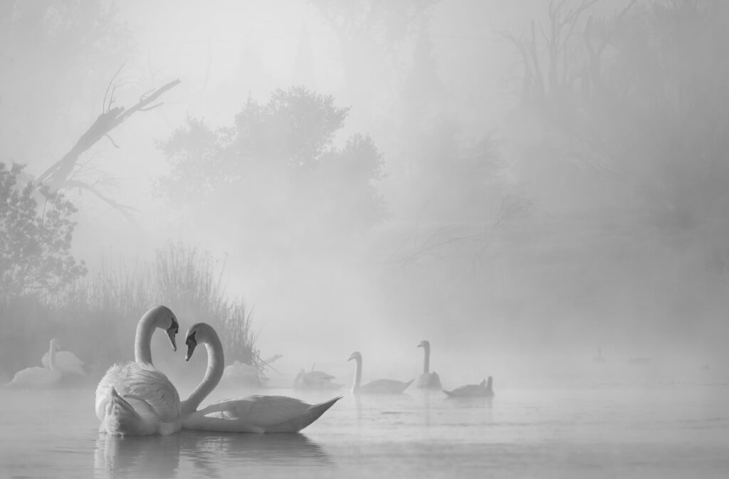 morning fog on swan lake by Liu Dawei