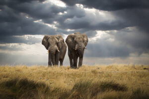 Brothers by Christian Kurz