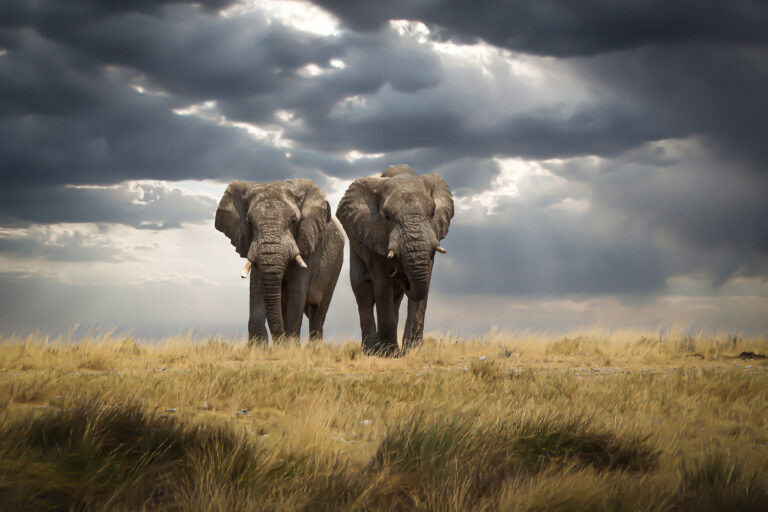 Brothers by Christian Kurz