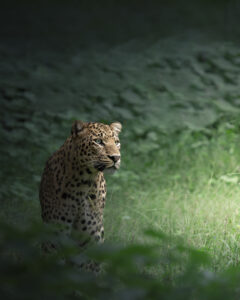 The Loner by Chaitanya Rabat