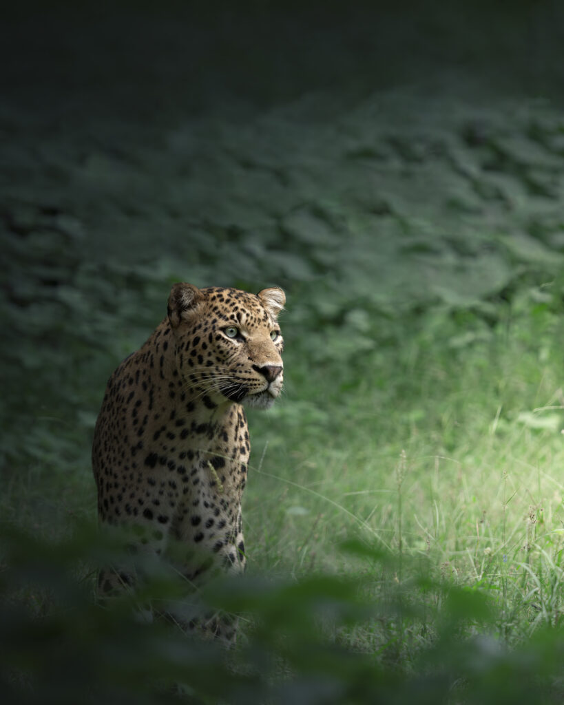 The Loner by Chaitanya Rabat