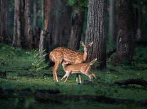 Sanctity of Motherhood by Chaitanya Rabat