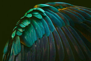There’s a bird in there somewhere by Robin Wechsler
