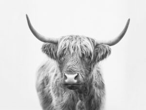 Highland Bull by Kathrin Pindar