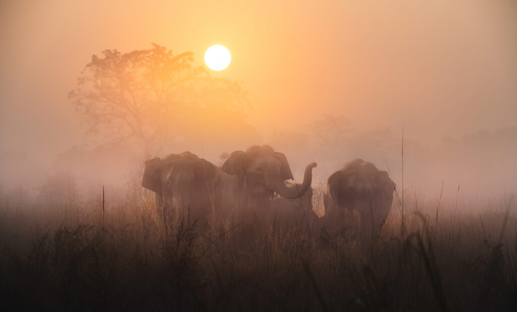 Mornings by Swapnil