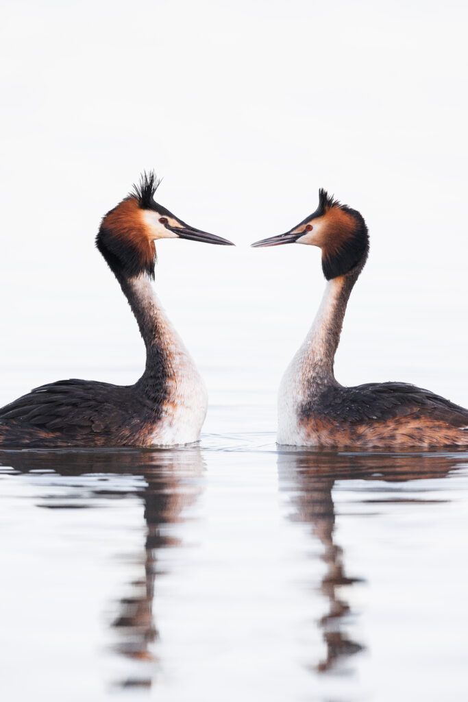 Loving glances by Magnus Renmyr