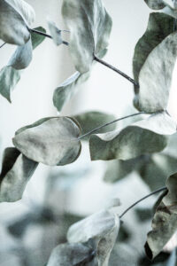 Eucalyptus 8 by Mareike Böhmer