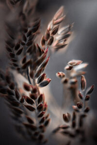 Bentgrass by By Kristina Zvinakeviciute