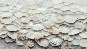 Sea Shells Detail No 7 by Treechild