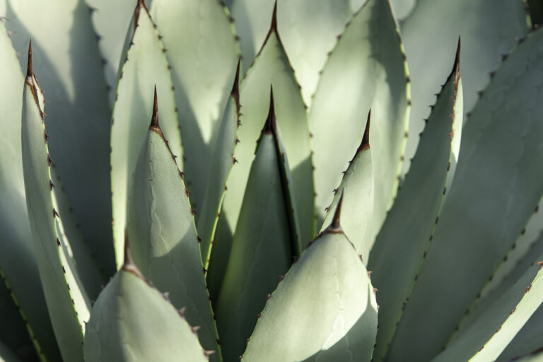 Defense