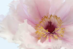 Pink Tree Peony Flower by Alyson Fennell