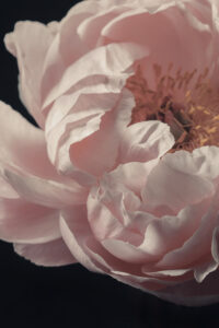 Coral Peony Flower Closeup by Alyson Fennell