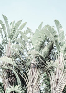 Tropicana by Shot by Clint