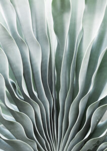Blue Agave Side by Shot by Clint