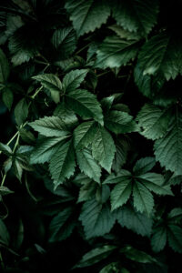 Dark Leaves 13 by Mareike Bohmer
