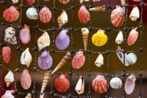 Shell market by Reinhard Schmid