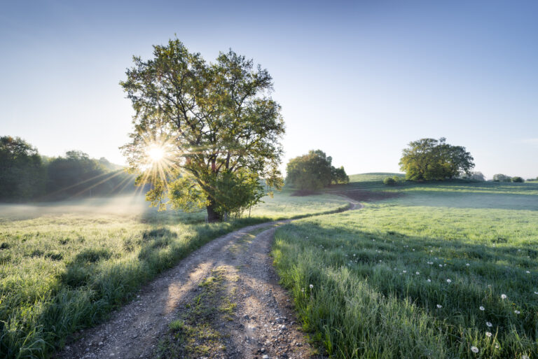 Spring Path by Stefan Hefele
