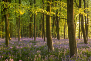 Bluebell Woodland by Adam Burton