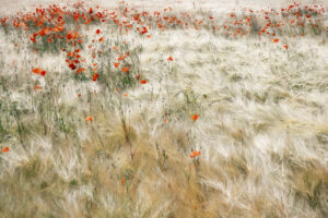 Summerfield by Gilbert Claes