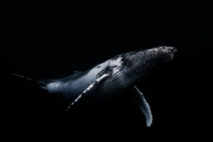 Black a Whale by Barathieu Gabriel
