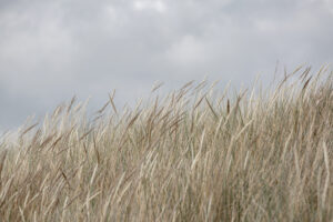 Dunes and Clouds by Mareike Bohmer