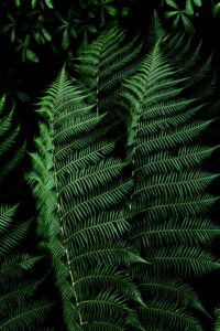 Dark Leaves 16 by Mareike Bohmer