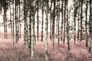 Spring light by Christina Sillen