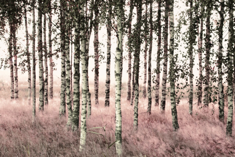 Spring light by Christina Sillen
