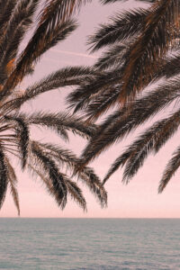Palm_011 by Studio pictufy