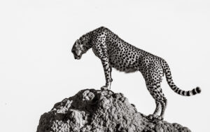 the hunter by Ali