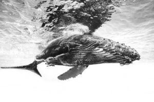 Humpback whale calf by Barathieu Gabriel