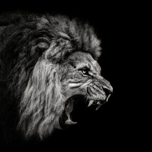 Roaring Lion #2 by Christian Meermann