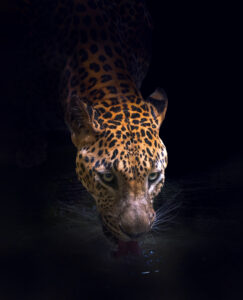 Drinking by Antonyus Bunjamin (Abe)