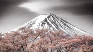 Sakura Fuji by Takeshi Mitamura