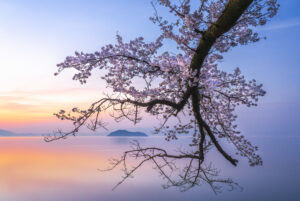 Cherry blossoms on the lake in the morning glow by Hiroaki Ikeshita