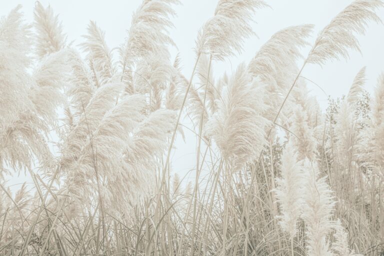 Wild Pampas Reed And Natureas Beauty by Monika Strigel