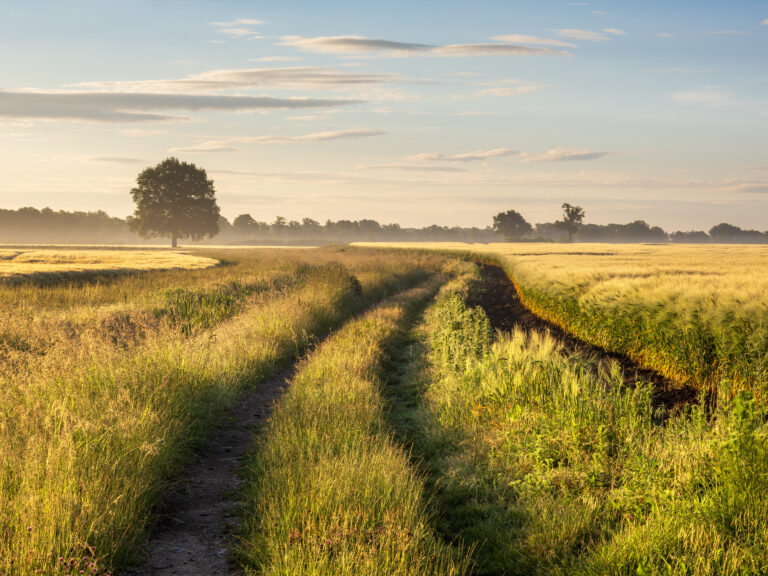 Elbauen im Morgenlicht by Andreas Vitting