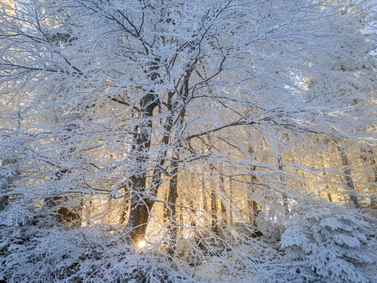 Winterwald by Christian Bäck
