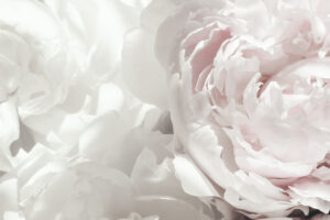 Peony 25 by Studio III