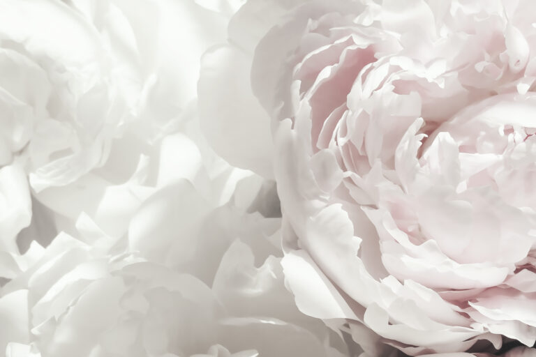 Peony 25 by Studio III