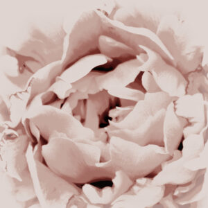 Delicate Peony Flower by Christina Sillen