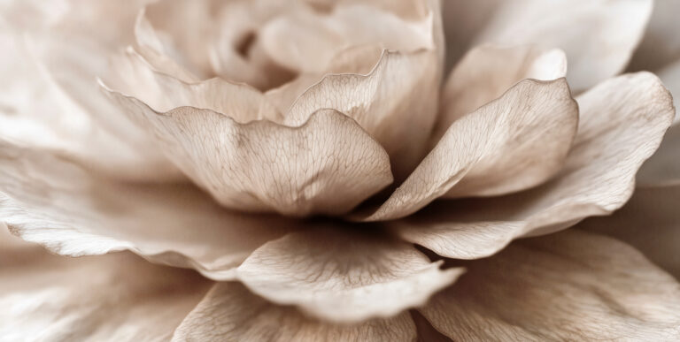Delicate Petal Dance by Treechild