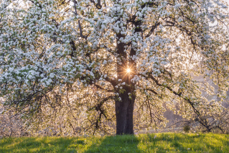 Obstbaumblüte im Hepsisauer Tal by Cornelia Dörr