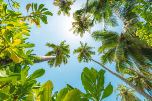 Tropical Up by Stefan Hefele